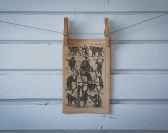 1921 Vintage Monkeys & Apes Illustration
