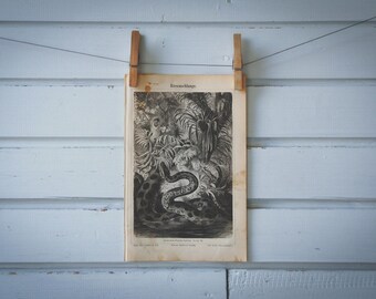 1890 Vintage Anaconda Lithograph Illustration