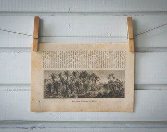 1894 Vintage Palmeral of Elche Lithograph Illustration