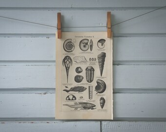 1907 Vintage Fossils Lithograph Illustration
