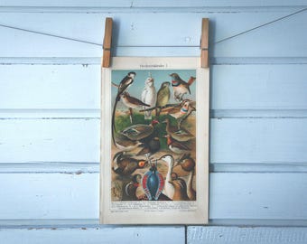1907 Vintage Birds Chromolithograph Illustration