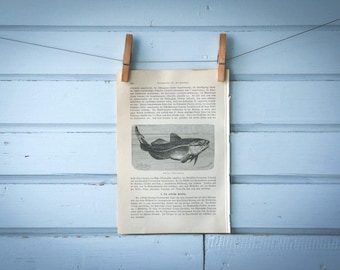 1897 Vintage Atlantic Cod Lithograph Illustration