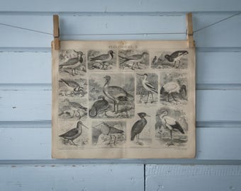 1887 Vintage Shorebirds Lithograph Illustration