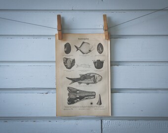 1890 Vintage Fossils Lithograph Illustration