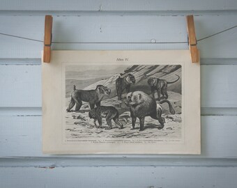 1907 Vintage Old World Monkeys Lithograph Illustration