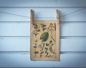 1897 Vintage Plants Chromolithograph Illustration