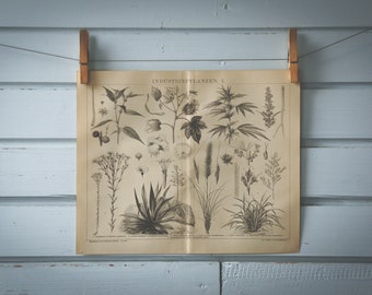 1887 Vintage Nonfood Crops Lithograph Illustration