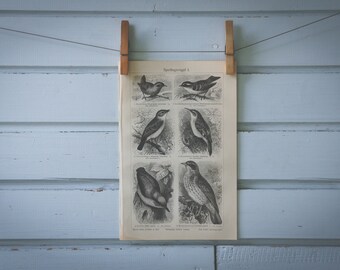 1907 Vintage Passerine Birds Lithograph Illustration