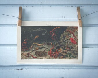 1907 Vintage Marine Worms Chromolithograph Illustration