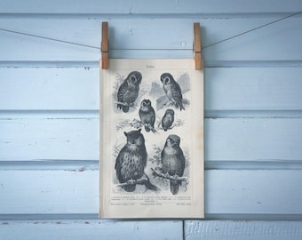 1907 Vintage Owls Lithograph Illustration