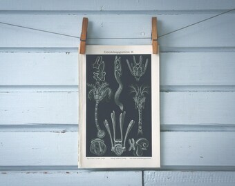 1907 Vintage Larvae Lithograph Illustration