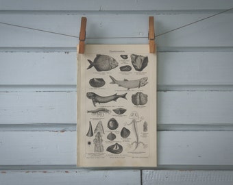 1907 Vintage Fossils Lithograph Illustration