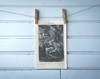 1907 Vintage Anaconda Lithograph Illustration