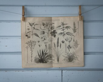 1887 Vintage Nonfood Crops Lithograph Illustration