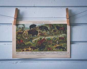 1926 Vintage Fauna of the Americas Illustration
