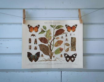 1907 Vintage Mimicry Chromolithograph Illustration