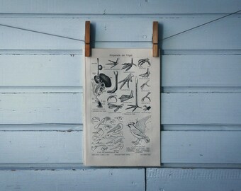 1907 Vintage Birds Anatomy Lithograph Illustration