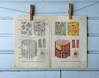 1957 Vintage Tissue Types Illustration