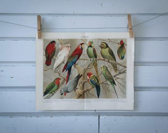1907 Vintage Parrots Chromolithograph Illustration