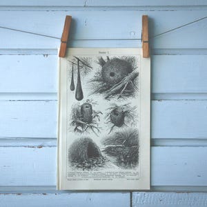 1907 Vintage Bird Nests Lithograph Illustration