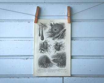1907 Vintage Bird Nests Lithograph Illustration