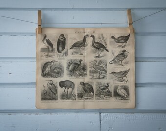 1887 Vintage Shorebirds Lithograph Illustration