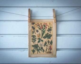 1897 Vintage Plants Chromolithograph Illustration