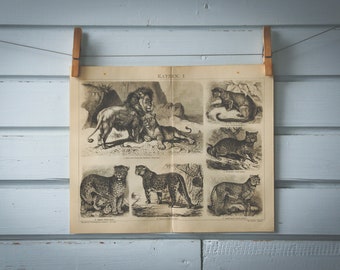 1887 Vintage Cats Lithograph Illustration