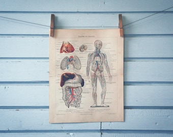 1907 Vintage Circulatory System Chromolithograph Illustration