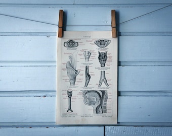 1907 Vintage Larynx Chromolithograph Illustration
