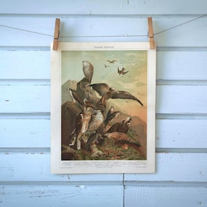 Illustrazione litografica vintage di uccelli rapaci tedeschi del 1907