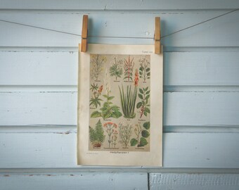 1925 Vintage Medicinal Plants Illustration