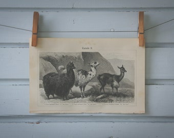 1907 Vintage Lama Genus Lithograph Illustration