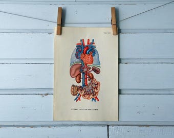 1957 Vintage Circulatory & Lymphatic System Illustration