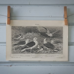1907 Vintage Seagulls Lithograph Illustration