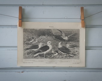 1907 Vintage Seagulls Lithograph Illustration