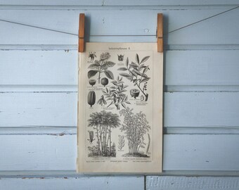 1907 Vintage Nonfood Crops Lithograph Illustration