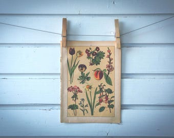 1897 Vintage Plants Chromolithograph Illustration