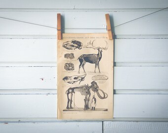 1887 Vintage Ice Age Animals Lithograph Illustration