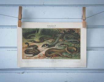 1907 Vintage Snakes Chromolithograph Illustration