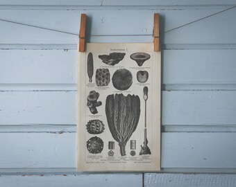 1907 Vintage Fossils Lithograph Illustration