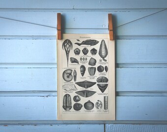 1925 Vintage Fossils Illustration