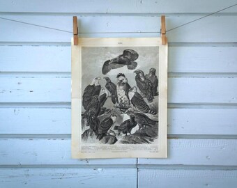 1907 Vintage Eagles Lithograph Illustration