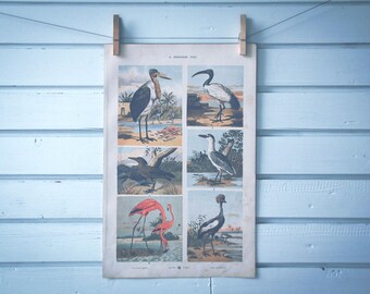 1885 Vintage Birds Chromolithograph Illustration