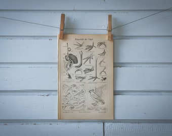 1890 Vintage Birds Anatomy Lithograph Illustration