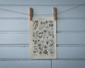 1907 Vintage Flowers Lithograph Illustration