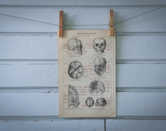 1907 Vintage Human Scull Chromolithograph Illustration