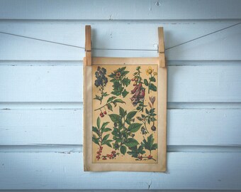 1897 Vintage Plants Chromolithograph Illustration