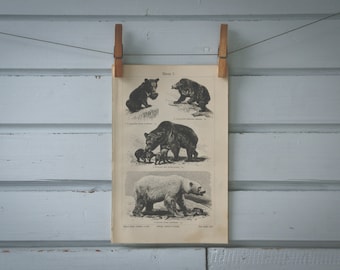 1907 Vintage Bears Lithograph Illustration