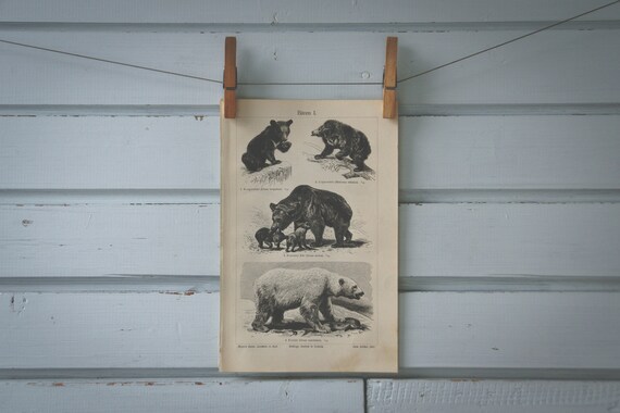 1907 Vintage Bears Lithograph Illustration